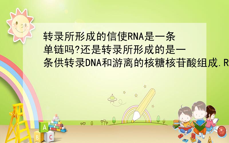 转录所形成的信使RNA是一条单链吗?还是转录所形成的是一条供转录DNA和游离的核糖核苷酸组成.RNA为...