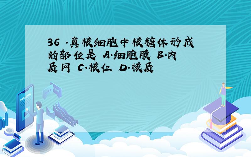 36 .真核细胞中核糖体形成的部位是 A.细胞膜 B.内质网 C.核仁 D.核质