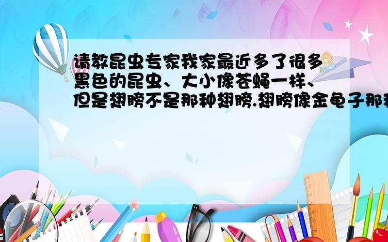 请教昆虫专家我家最近多了很多黑色的昆虫、大小像苍蝇一样、但是翅膀不是那种翅膀.翅膀像金龟子那种外面有一层硬的.特别是把灯