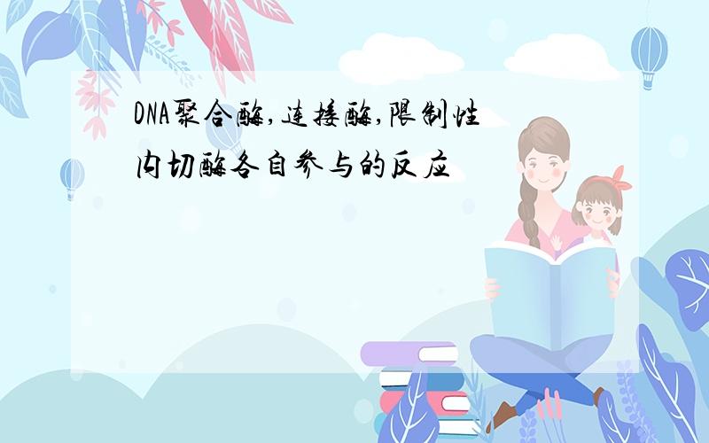 DNA聚合酶,连接酶,限制性内切酶各自参与的反应