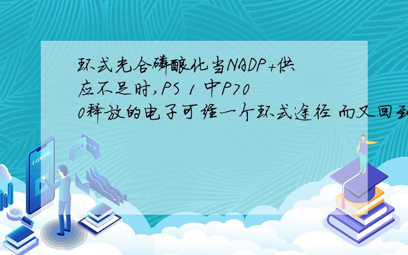 环式光合磷酸化当NADP+供应不足时,PS 1 中P700释放的电子可经一个环式途径 而又回到P700 在这一环式途径中