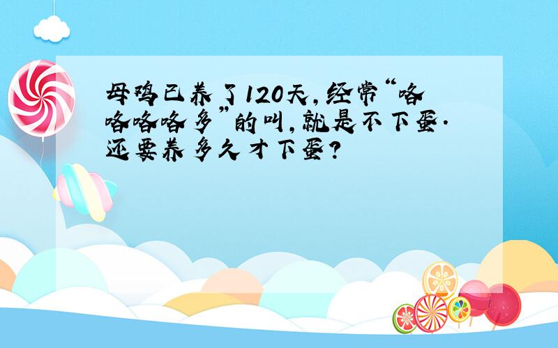 母鸡已养了120天,经常“咯咯咯咯多”的叫,就是不下蛋.还要养多久才下蛋?