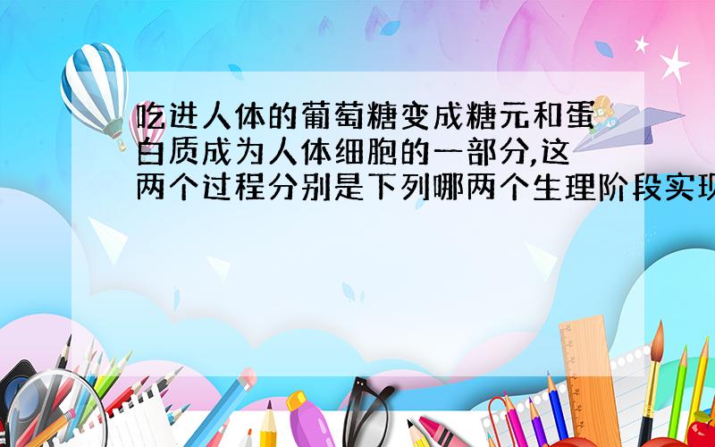 吃进人体的葡萄糖变成糖元和蛋白质成为人体细胞的一部分,这两个过程分别是下列哪两个生理阶段实现的