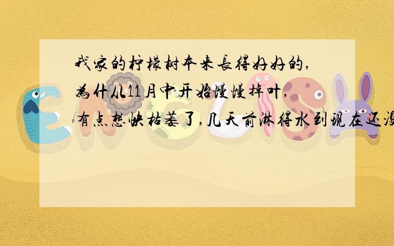 我家的柠檬树本来长得好好的,为什从11月中开始慢慢掉叶,有点想快枯萎了,几天前淋得水到现在还没吸收干呢?