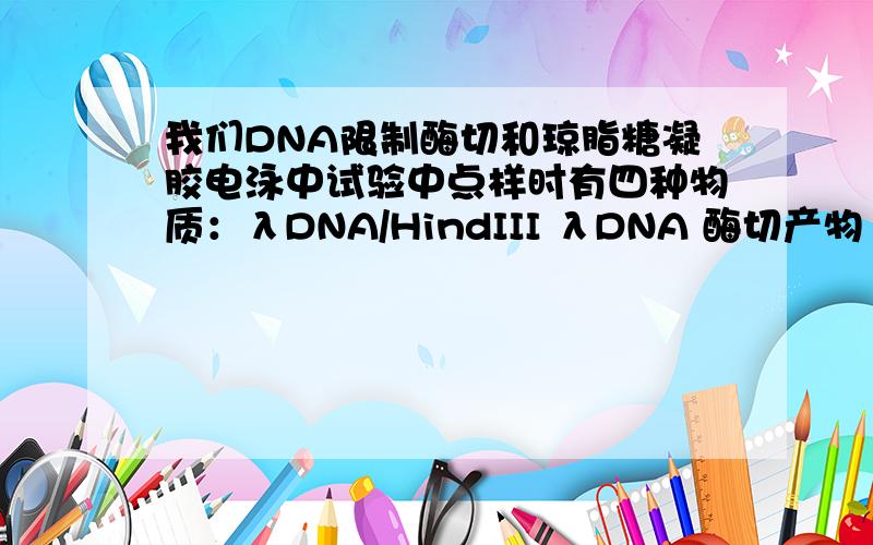 我们DNA限制酶切和琼脂糖凝胶电泳中试验中点样时有四种物质：λDNA/HindIII λDNA 酶切产物 自制DNA