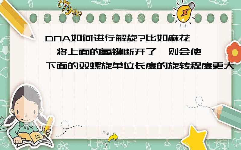 DNA如何进行解旋?比如麻花,将上面的氢键断开了,则会使下面的双螺旋单位长度的旋转程度更大,DNA也是这样?DNA解旋后