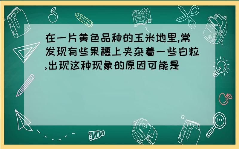 在一片黄色品种的玉米地里,常发现有些果穗上夹杂着一些白粒,出现这种现象的原因可能是