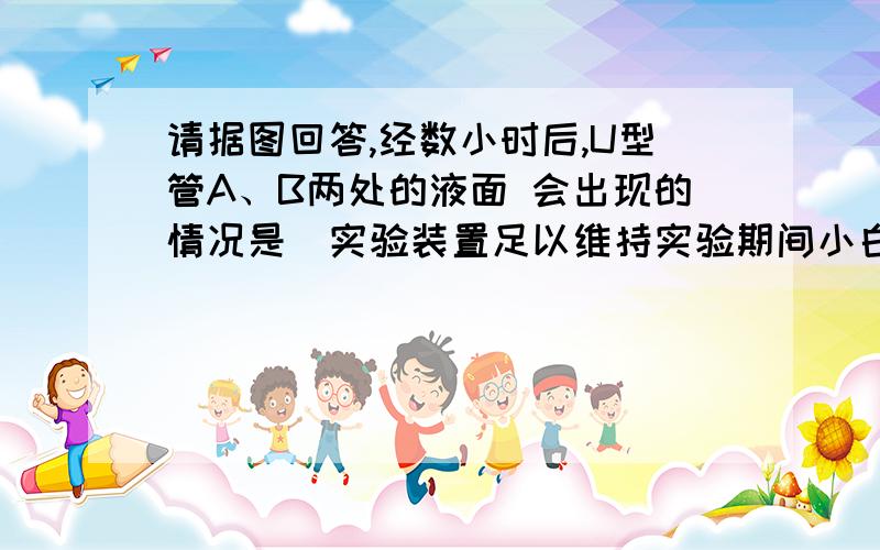 请据图回答,经数小时后,U型管A、B两处的液面 会出现的情况是（实验装置足以维持实验期间小白鼠的 生命活