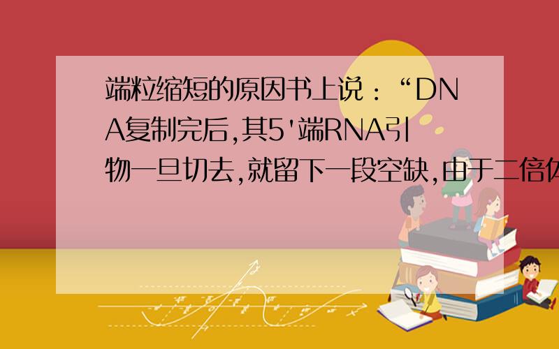 端粒缩短的原因书上说：“DNA复制完后,其5'端RNA引物一旦切去,就留下一段空缺,由于二倍体细胞中端粒酶没有活性,空缺