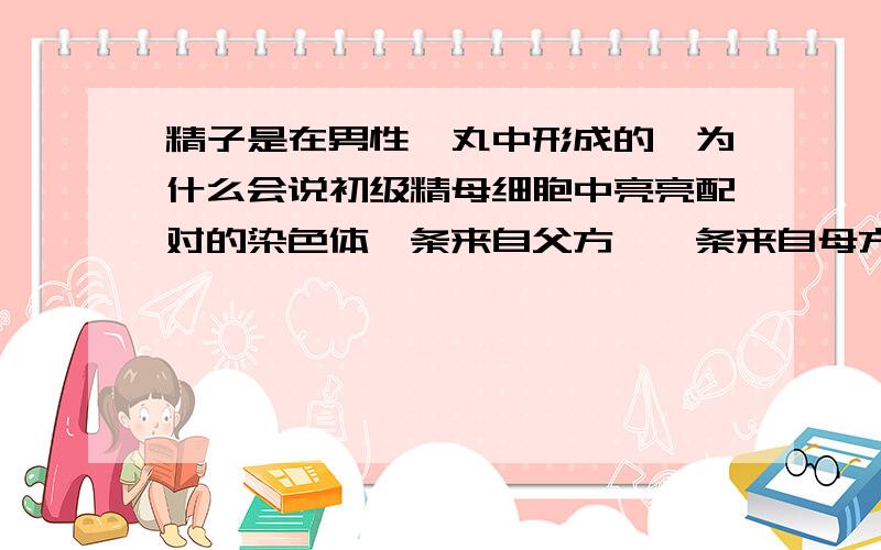 精子是在男性睾丸中形成的,为什么会说初级精母细胞中亮亮配对的染色体一条来自父方,一条来自母方?