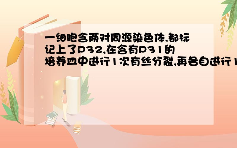 一细胞含两对同源染色体,都标记上了P32,在含有P31的培养皿中进行1次有丝分裂,再各自进行1次减数分裂,问产生的8个子