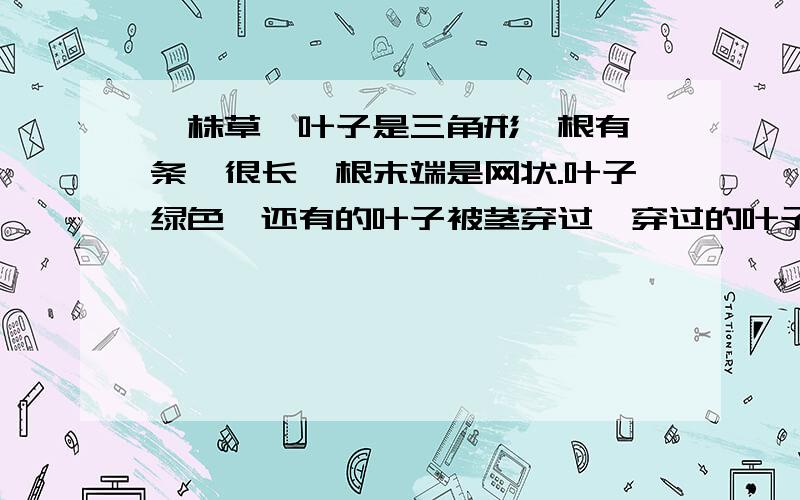 一株草,叶子是三角形,根有一条,很长,根末端是网状.叶子绿色,还有的叶子被茎穿过,穿过的叶子是马蹄