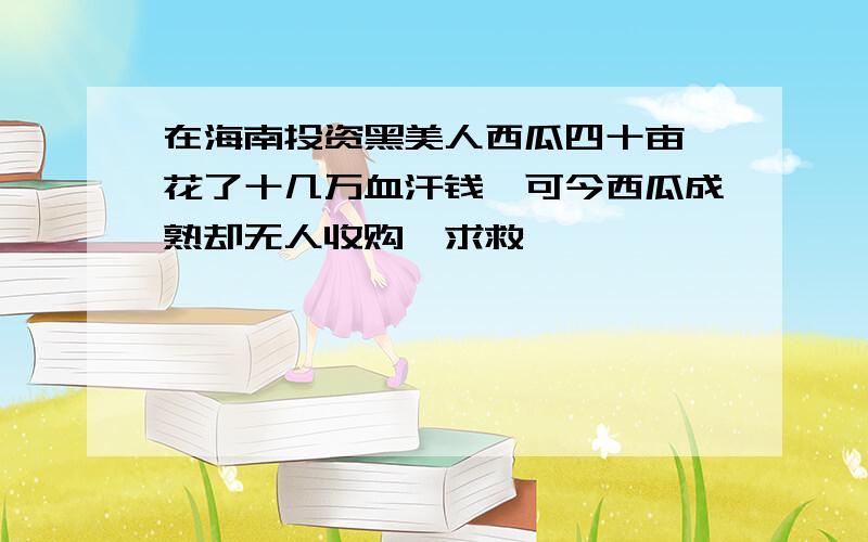 在海南投资黑美人西瓜四十亩,花了十几万血汗钱,可今西瓜成熟却无人收购,求救