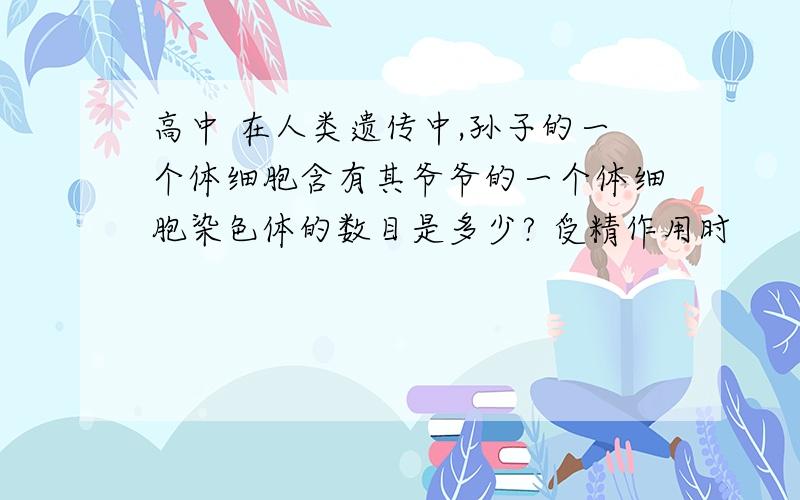 高中 在人类遗传中,孙子的一个体细胞含有其爷爷的一个体细胞染色体的数目是多少? 受精作用时