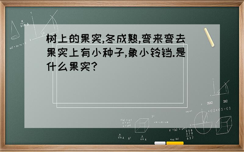 树上的果实,冬成熟,弯来弯去果实上有小种子,象小铃铛.是什么果实?