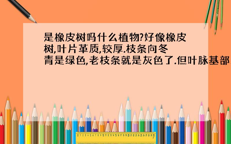 是橡皮树吗什么植物?好像橡皮树,叶片革质,较厚.枝条向冬青是绿色,老枝条就是灰色了.但叶脉基部三条弧形平行叶脉 ,所以不