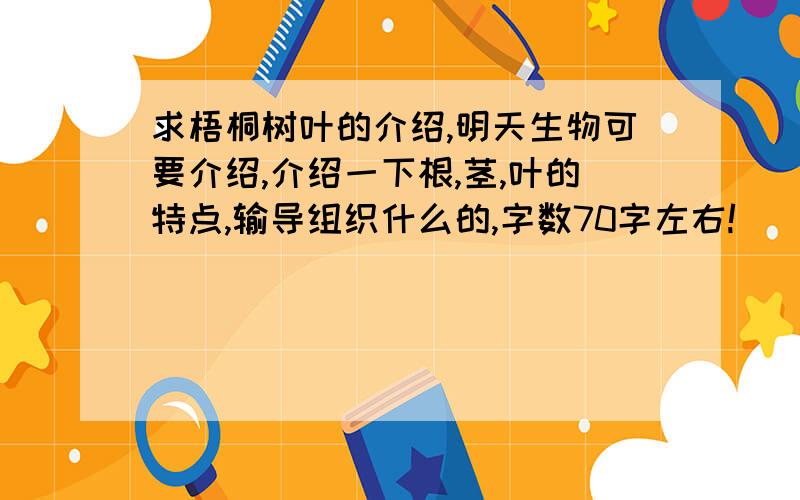 求梧桐树叶的介绍,明天生物可要介绍,介绍一下根,茎,叶的特点,输导组织什么的,字数70字左右!