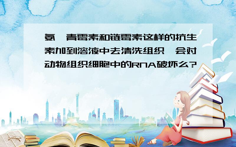 氨苄青霉素和链霉素这样的抗生素加到溶液中去清洗组织,会对动物组织细胞中的RNA破坏么?