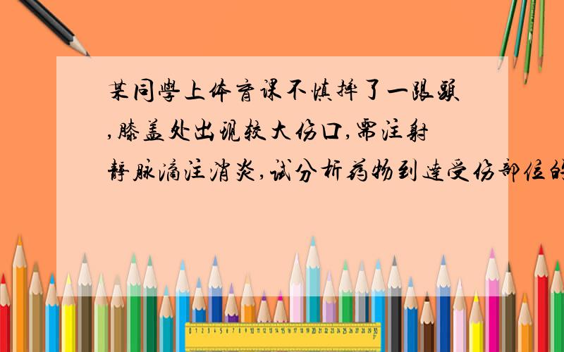 某同学上体育课不慎摔了一跟头,膝盖处出现较大伤口,需注射静脉滴注消炎,试分析药物到达受伤部位的过程