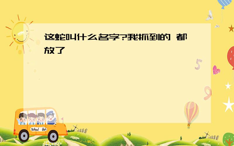 这蛇叫什么名字?我抓到的 都放了