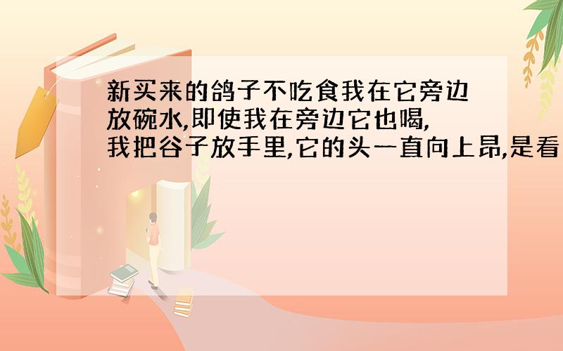 新买来的鸽子不吃食我在它旁边放碗水,即使我在旁边它也喝,我把谷子放手里,它的头一直向上昂,是看不见还是不吃?买来2天食没