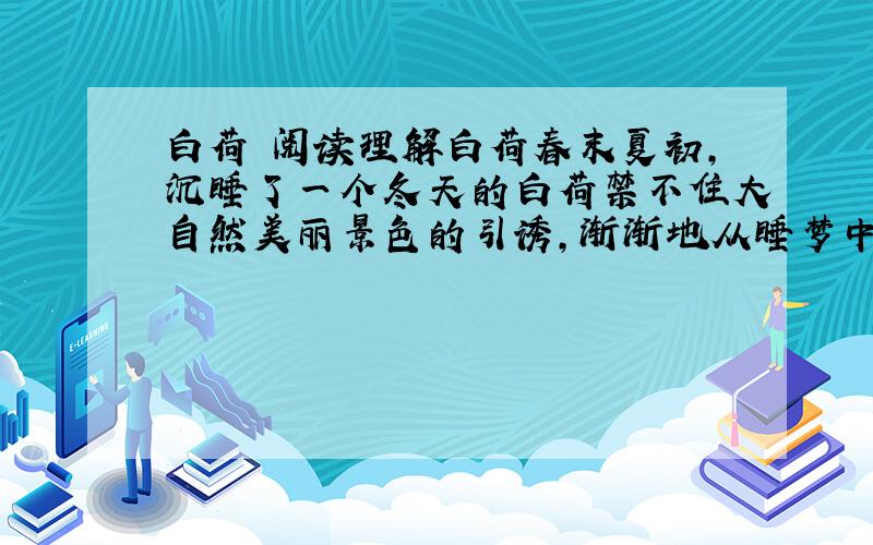 白荷 阅读理解白荷春末夏初,沉睡了一个冬天的白荷禁不住大自然美丽景色的引诱,渐渐地从睡梦中苏醒了.静悄悄的,泥水中开始冒