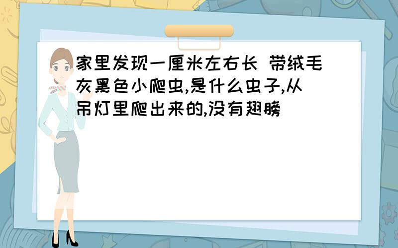 家里发现一厘米左右长 带绒毛灰黑色小爬虫,是什么虫子,从吊灯里爬出来的,没有翅膀