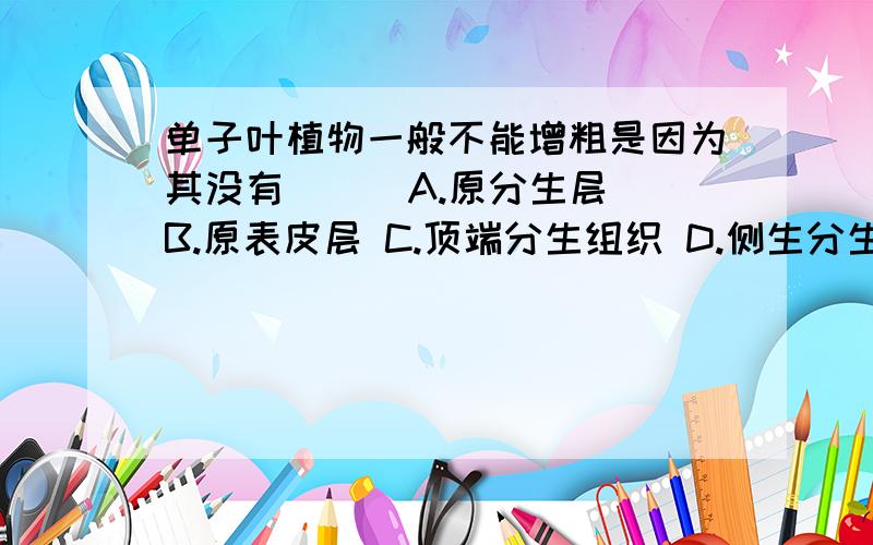 单子叶植物一般不能增粗是因为其没有( ) A.原分生层 B.原表皮层 C.顶端分生组织 D.侧生分生组织