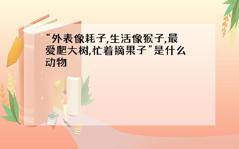 “外表像耗子,生活像猴子,最爱爬大树,忙着摘果子”是什么动物