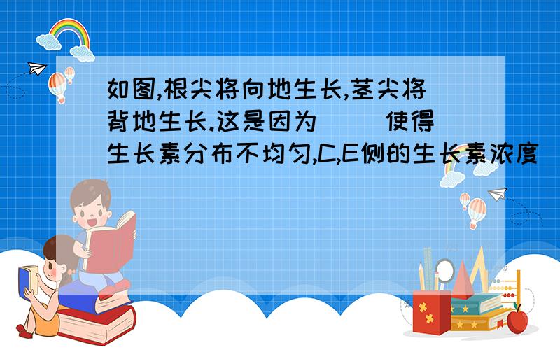 如图,根尖将向地生长,茎尖将背地生长.这是因为（ ）使得生长素分布不均匀,C,E侧的生长素浓度（ ）D,F侧生长素浓度；