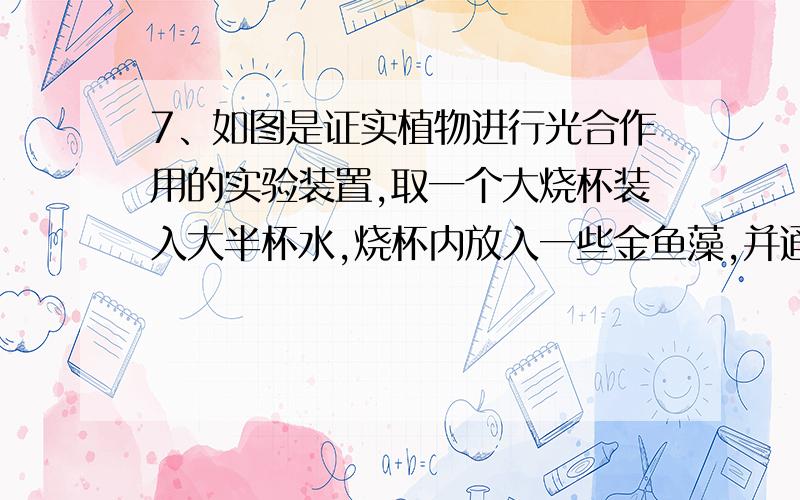 7、如图是证实植物进行光合作用的实验装置,取一个大烧杯装入大半杯水,烧杯内放入一些金鱼藻,并通入一定量的二氧化碳,静置一