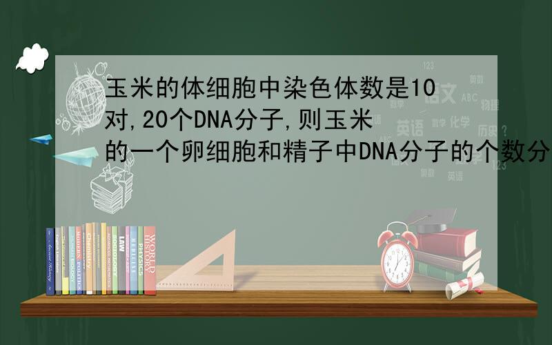 玉米的体细胞中染色体数是10对,20个DNA分子,则玉米的一个卵细胞和精子中DNA分子的个数分别是（ ） A 10个 B