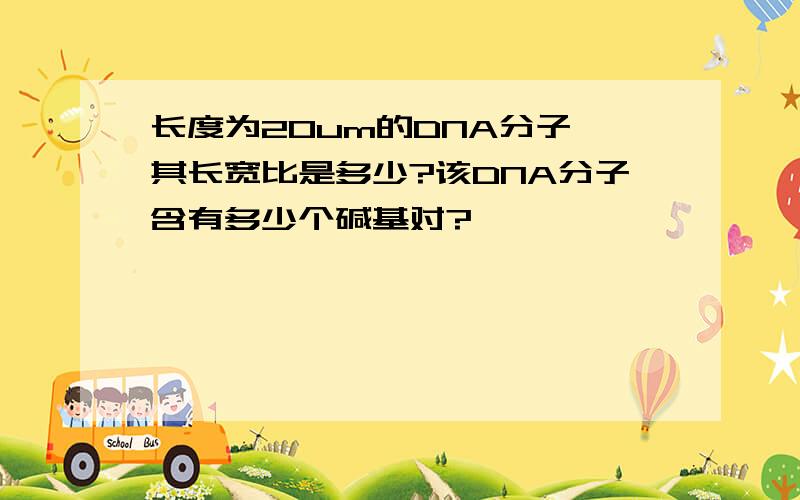 长度为20um的DNA分子,其长宽比是多少?该DNA分子含有多少个碱基对?