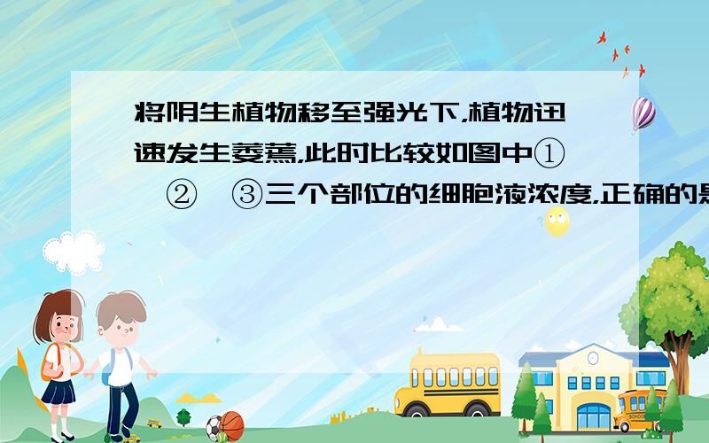 将阴生植物移至强光下，植物迅速发生萎蔫，此时比较如图中①、②、③三个部位的细胞液浓度，正确的是（　　）