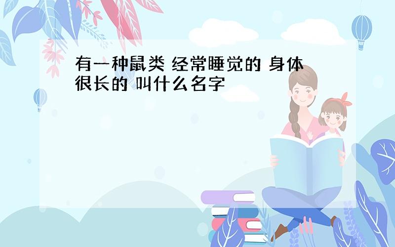 有一种鼠类 经常睡觉的 身体很长的 叫什么名字