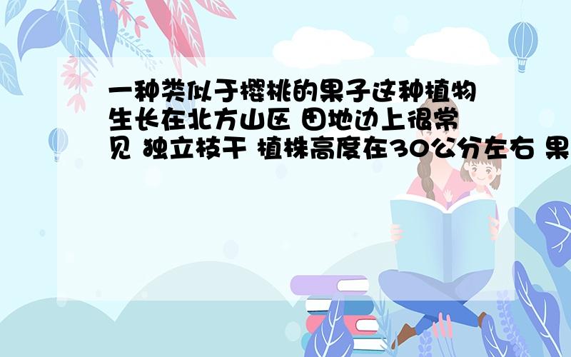 一种类似于樱桃的果子这种植物生长在北方山区 田地边上很常见 独立枝干 植株高度在30公分左右 果实类似于樱桃 成熟后红色