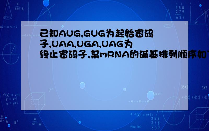 已知AUG,GUG为起始密码子,UAA,UGA,UAG为终止密码子,某mRNA的碱基排列顺序如下：AUUCGAUGAC-