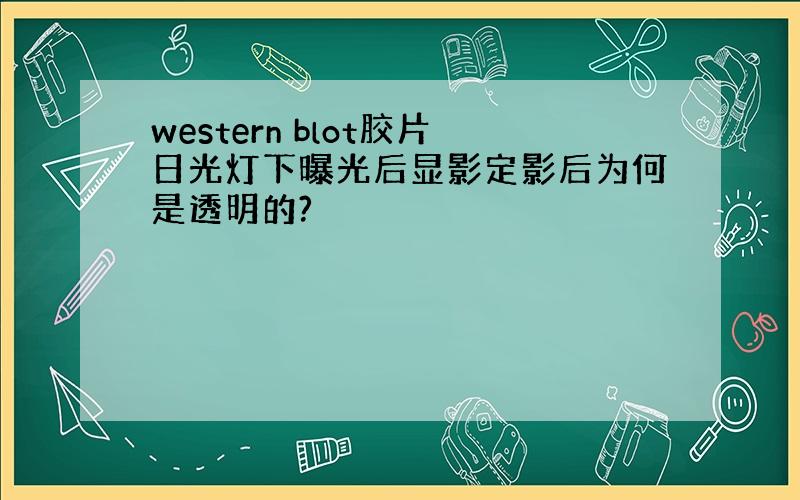 western blot胶片日光灯下曝光后显影定影后为何是透明的?