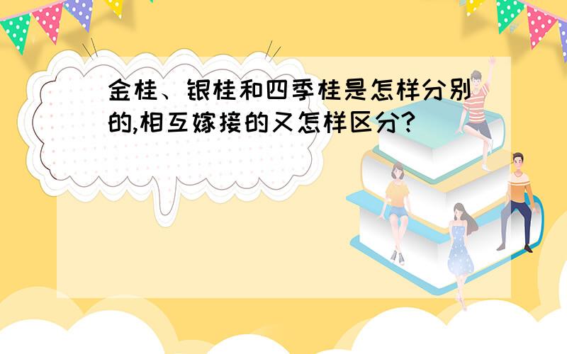 金桂、银桂和四季桂是怎样分别的,相互嫁接的又怎样区分?