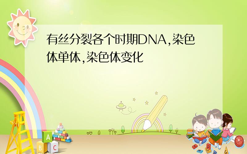 有丝分裂各个时期DNA,染色体单体,染色体变化