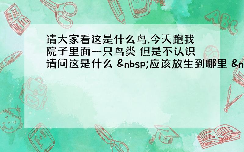 请大家看这是什么鸟.今天跑我院子里面一只鸟类 但是不认识请问这是什么  应该放生到哪里  眼睛红色爪