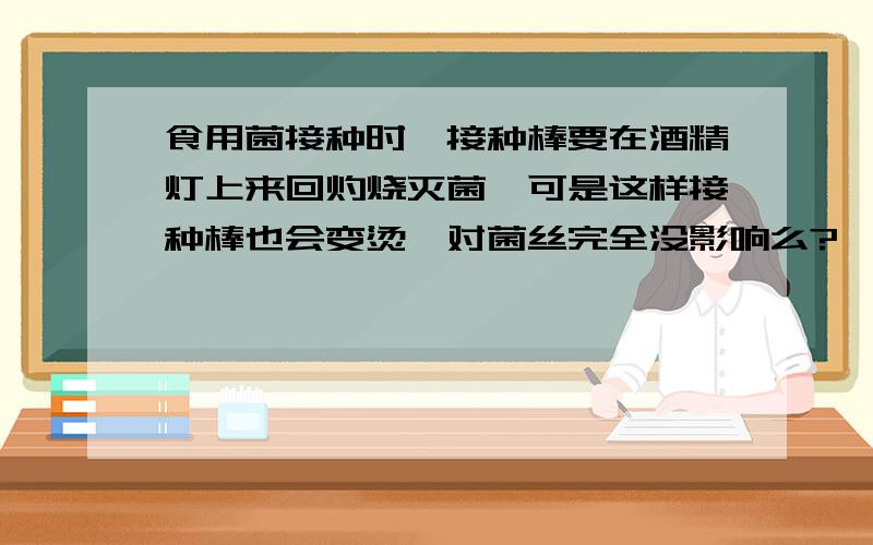 食用菌接种时,接种棒要在酒精灯上来回灼烧灭菌,可是这样接种棒也会变烫,对菌丝完全没影响么?