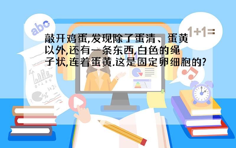 敲开鸡蛋,发现除了蛋清、蛋黄以外,还有一条东西,白色的绳子状,连着蛋黄.这是固定卵细胞的?