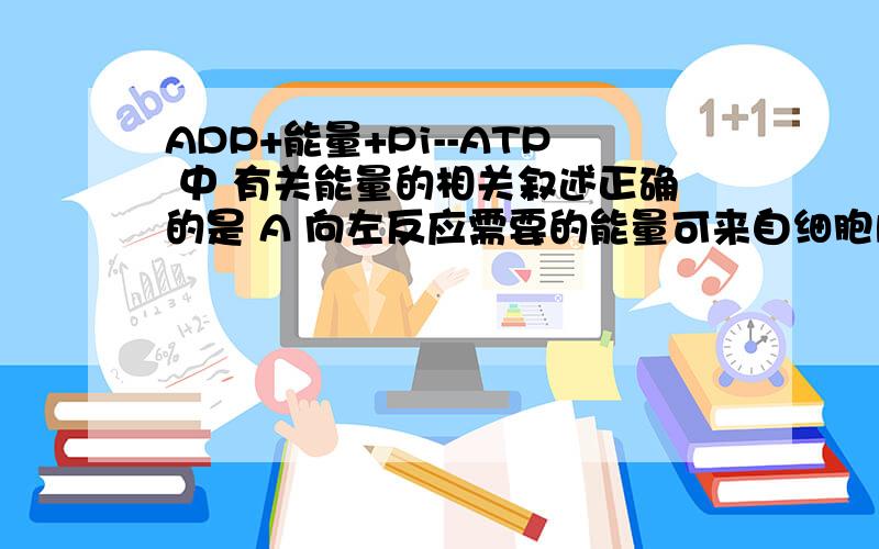 ADP+能量+Pi--ATP 中 有关能量的相关叙述正确的是 A 向左反应需要的能量可来自细胞内蛋白质水解