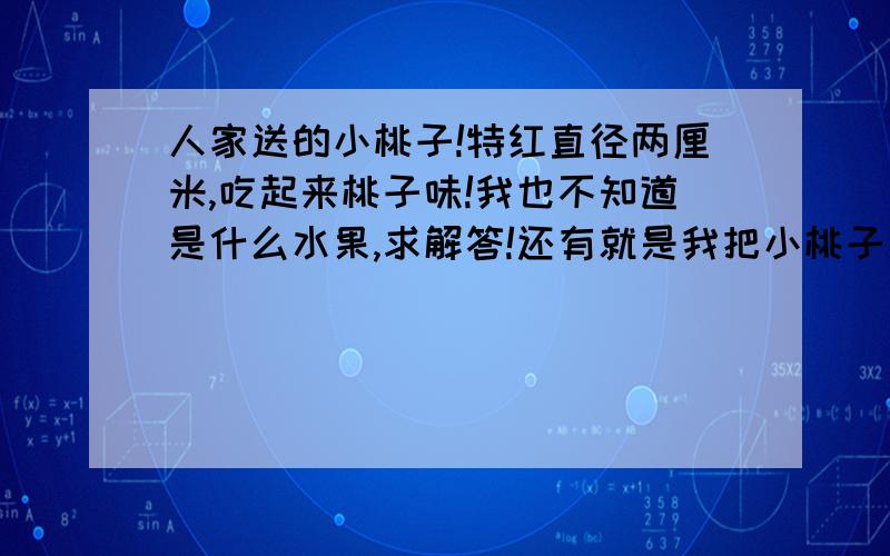 人家送的小桃子!特红直径两厘米,吃起来桃子味!我也不知道是什么水果,求解答!还有就是我把小桃子冷冻了拿出来,吃了俩!酸的