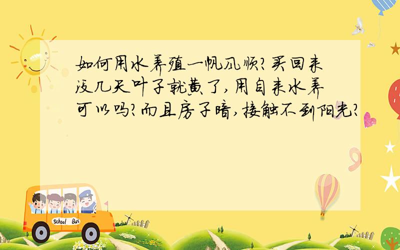 如何用水养殖一帆风顺?买回来没几天叶子就黄了,用自来水养可以吗?而且房子暗,接触不到阳光?