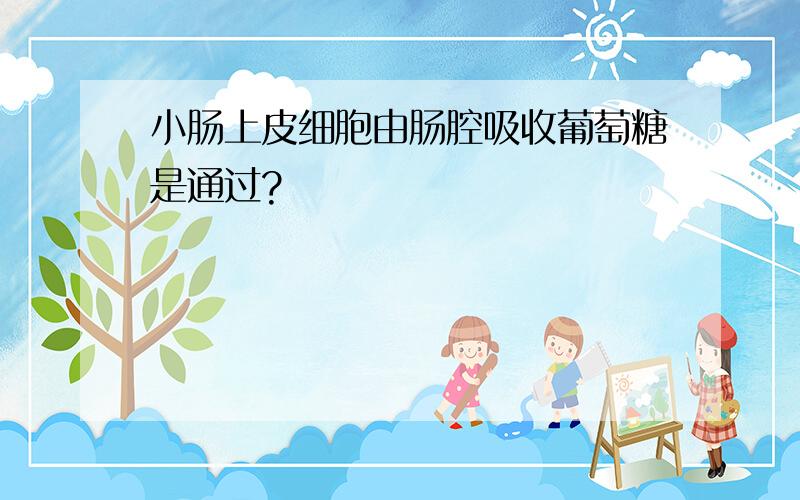 小肠上皮细胞由肠腔吸收葡萄糖是通过?