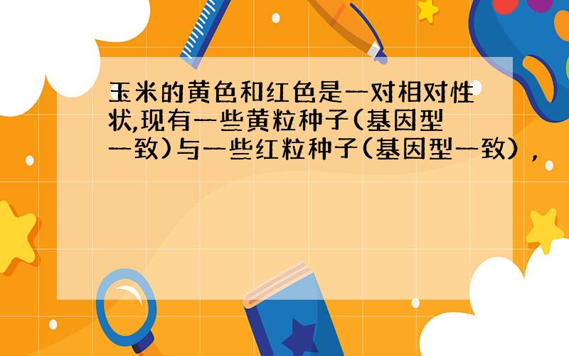 玉米的黄色和红色是一对相对性状,现有一些黄粒种子(基因型一致)与一些红粒种子(基因型一致）,