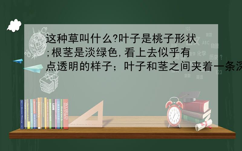 这种草叫什么?叶子是桃子形状;根茎是淡绿色,看上去似乎有点透明的样子；叶子和茎之间夹着一条深绿色的花