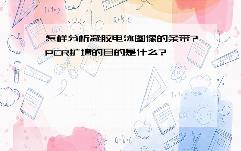 怎样分析凝胶电泳图像的条带?PCR扩增的目的是什么?